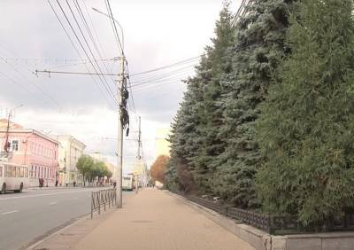 Рязанские активисты обратились к мэрии с просьбой сохранить ели на улице Ленина