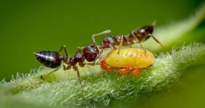 Муравьи, осы, тараканы. Опубликованы лучшие фотографии природы и животного мира
