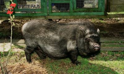 В Свердловской области нашли новое захоронение чумных свиней