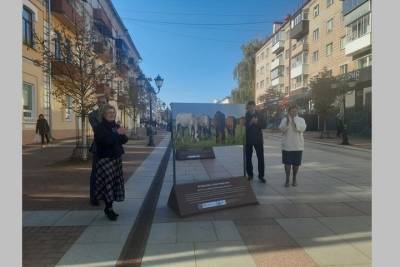 В Брянске открылась фотовыставка под открытым небом
