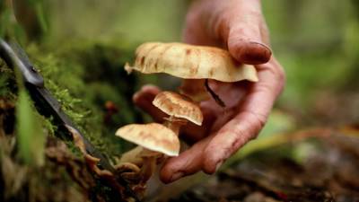 В Союзе грибников России рассказали, какие грибы можно найти в лесу в октябре