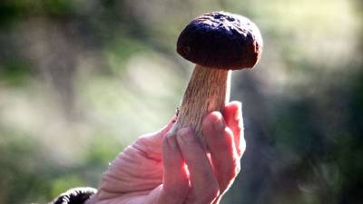 Глава Союза грибников рассказал о растущих в лесу грибах в октябре