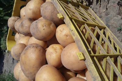 Власти Кабардино-Балкарии: стоимость картофеля повысилась временно