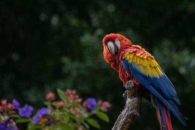 Древние жители чилийской пустыни Атакама живьем выдирали у попугаев перья на продажу