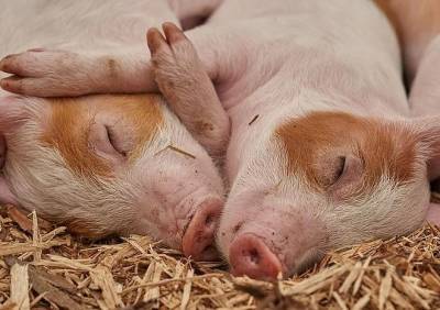 В рязанской столовой нашли мясо с вирусом африканской чумы свиней