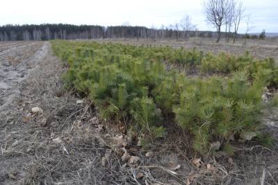 В Калининском районе Новосибирска высадили 22 тысячи елей и сосен