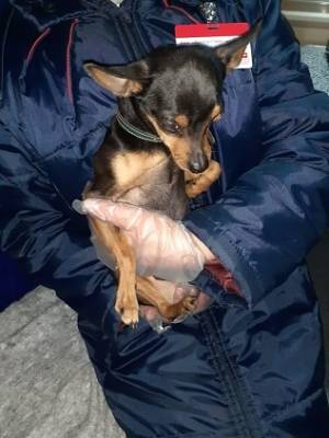 В Усинске ищут «сбежавшего» из Печоры на поезде пса-путешественника