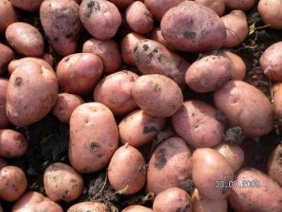 Как не допустить прорастания картофеля при хранении?