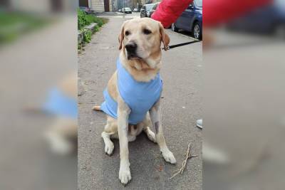 Собачье дело: кинолог оценила стычку псов на набережной Пряжки, после которой пострадал от ножевого ранения лабрадор
