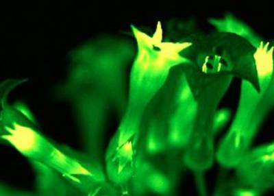 Светящиеся растения научились использовать вместо обычных уличных фонарей