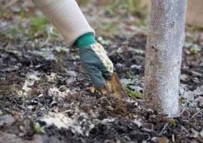 Какими удобрениями лучше подкормить осенью деревья и саженцы на дачном участке