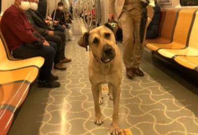 Курьез: уличный пес из Стамбула стал звездой Сети, благодаря путешествиям по городу. ФОТО