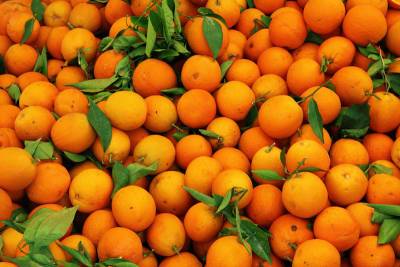 В Петербург пытались ввезти 52 тонны апельсинов с личинками