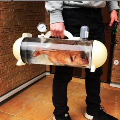 В Японии создали прозрачную сумку katsugyo для переноски рыбы