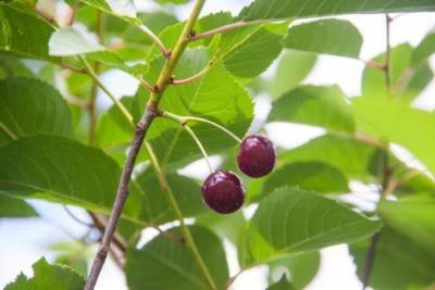 Почему мало ягод на вишне: хитрости, которые заставят ее плодоносить