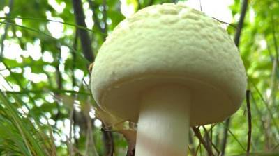 Лесные грибы в Германии содержат остатки чернобыльской радиации