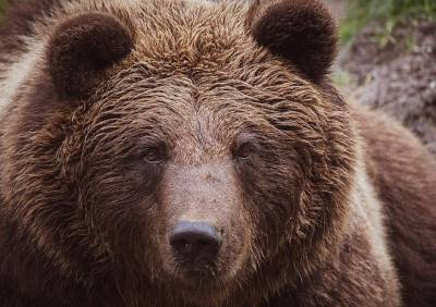 Рязанцы сообщили о нападении медведя на человека в Деулине