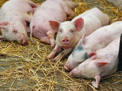 В двух южноуральских поселениях ввели режим ЧС из-за африканской чумы свиней