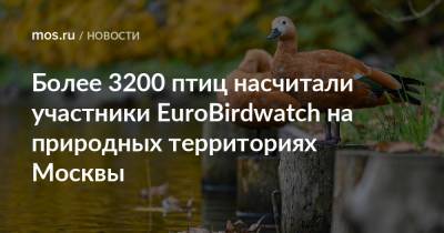 Более 3200 птиц насчитали участники EuroBirdwatch на природных территориях Москвы