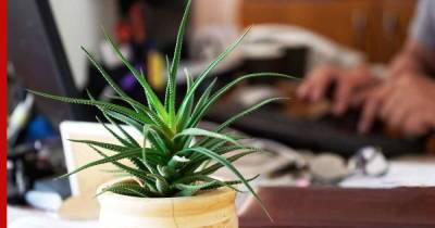 Неприхотливые и выносливые: какие комнатные растения подойдут для рабочего места