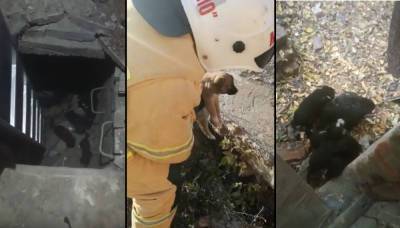 В Башкирии спасатели достали из колодца 9 брошенных щенков