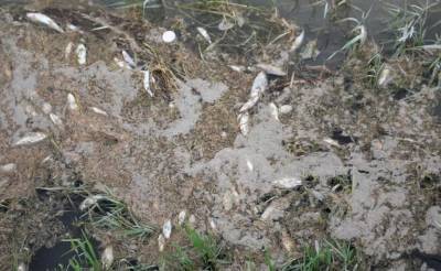 "Навоиазот" слил химикаты в реку Зарафшан. Это привело к массовой гибели рыбы