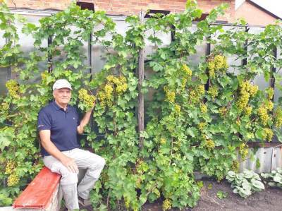 Пенсионер из Камышлова не только выращивает, но и с успехом реализует часть своего урожая винограда