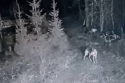 Волки в городе: жители города Карелии обеспокоены поведением хищников