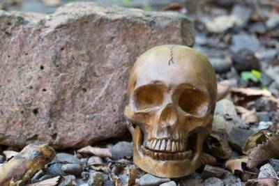 Сумку с человеческими останками обнаружили в Тосненском районе
