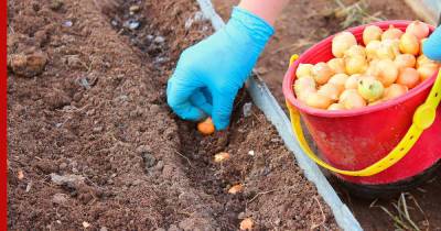 Озимый лук-севок: преимущества и особенности выращивания