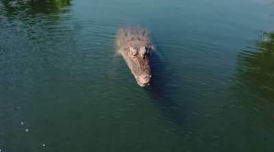 Крокодил в одном прыжке съел дрон, круживший над озером (Видео)