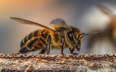 Народные приметы 10 октября: что нельзя и что нужно делать в день Савватия-Пчельника