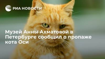 Музей Анны Ахматовой в Фонтанном доме в Петербурге сообщил о пропаже кота Оси