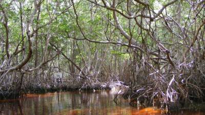 Уникальная экосистема найдена на полуострове Юкатан в Мексике