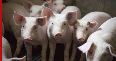 В Калужской области выявили два очага африканской чумы свиней