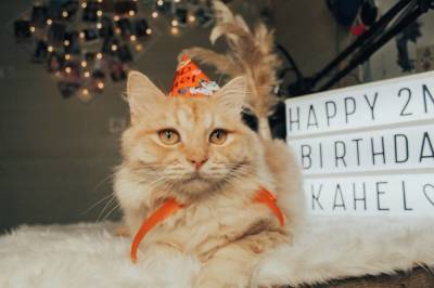 Как поздравить кота с днём рождения