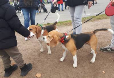 Более 250 человек поучаствовали в благотворительном забеге с собаками в Петербурге