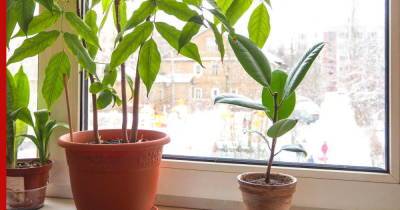 Пережить зиму: три правила по уходу за комнатными растениями в холодное время года