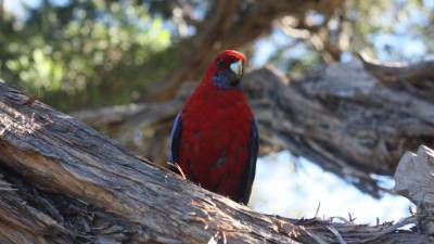 В ЮАР попугаю восстановили клюв при помощи 3D-печати