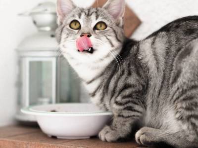 Как часто следует кормить кошку влажным кормом?