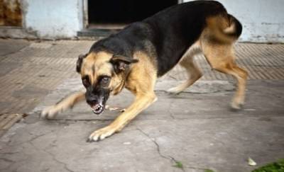"Начните их истреблять": в Тюмени бездомная собака покалечила маленького мальчика
