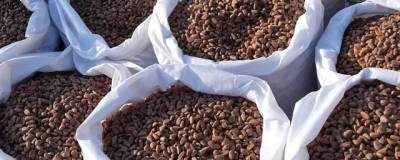 127 тонн кедровых орехов экспортировала в октябре Новосибирская область