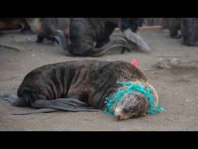 На Сахалине выпустили фильм о распутывании тюленей