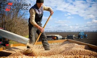 Стоимость российской пшеницы продолжает рекордно расти