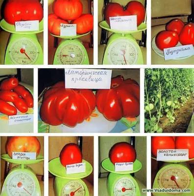 Самые ранние томаты – выращивание, посадка и уход (Самарская область)