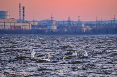Фотограф запечатлел стаю лебедей в заливе Копорской губы — фото