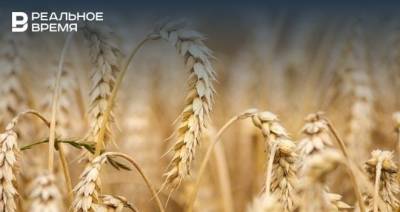 Цены на пшеницу в России обновили рекорд восьмилетней давности