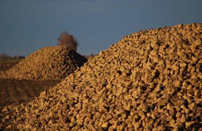Сахарный сезон: заводы переработали почти 5 млн т сырья