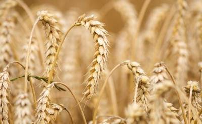 Цена на российскую пшеницу достигла рекордных показателей