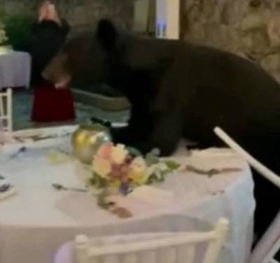 В Мексике медведь пришел на свадьбу (1 фото + 1 видео)